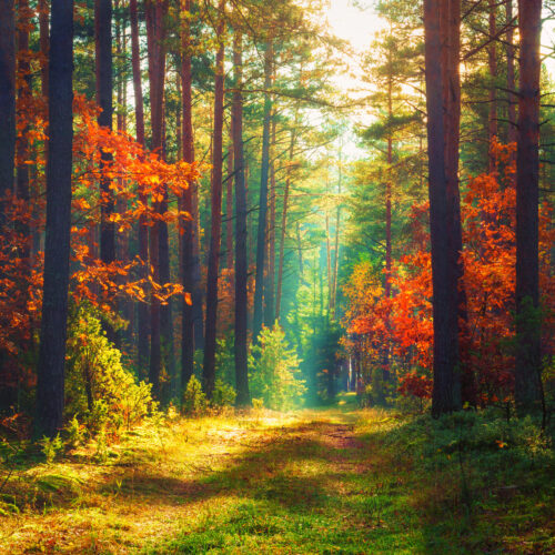 Jak kontakt s přírodou podporuje osobní růst